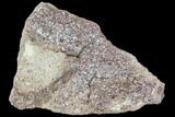 Phytosaur (Redondasaurus) Teeth In Sandstone - New Mexico #107065-2